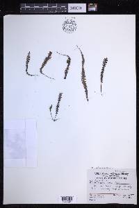 Prosaptia davalliacea image