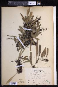 Pyrrosia lanceolata image