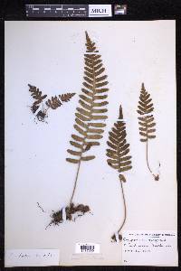 Polypodium vulgare image