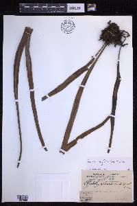 Pyrrosia longifolia image