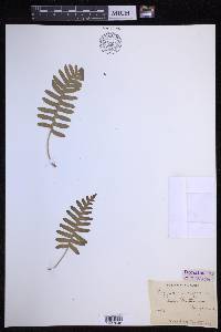 Polypodium vulgare image