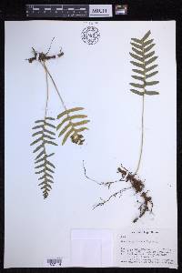 Polypodium vulgare image