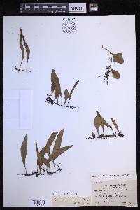 Pyrrosia lanceolata image