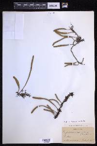 Pyrrosia lanceolata image