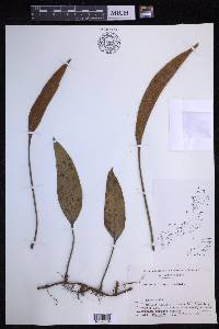 Pyrrosia lingua image