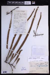 Pyrrosia longifolia image