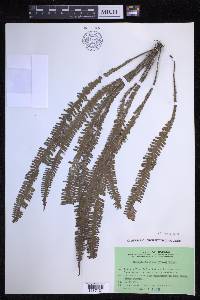 Prosaptia alata image