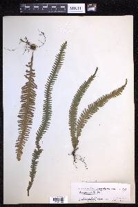 Prosaptia alata image