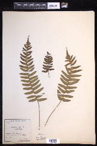 Polypodium vulgare image