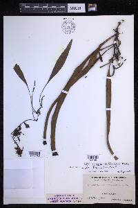 Pyrrosia longifolia image