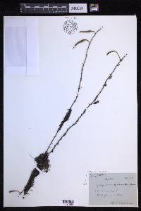 Pyrrosia lanceolata image
