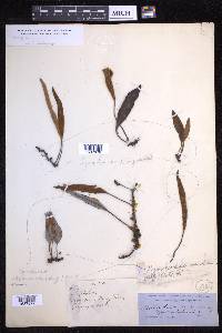 Pyrrosia lanceolata image