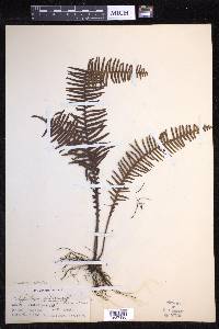 Prosaptia celebica image