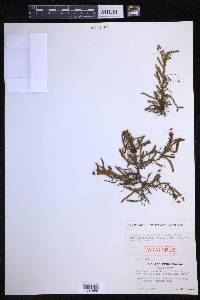 Pyrrosia linearifolia image