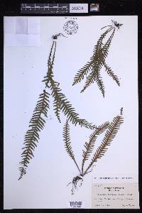 Prosaptia contigua image