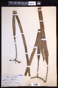 Pyrrosia longifolia image