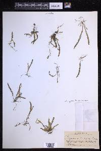 Ascogrammitis anfractuosa image