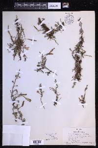 Pyrrosia rupestris image