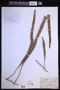 Pyrrosia longifolia image