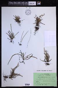 Scleroglossum pusillum image