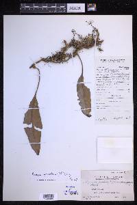 Pyrrosia sphaerosticha image