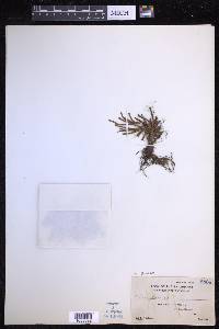 Scleroglossum pusillum image