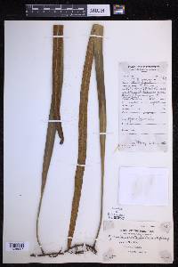 Pyrrosia longifolia image