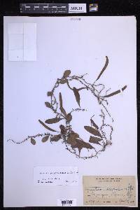 Pyrrosia piloselloides image