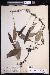 Pyrrosia sphaerosticha image