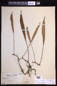Pyrrosia sphaerosticha image