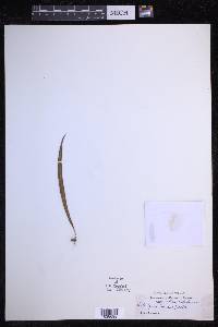 Selliguea lanceola image