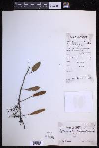 Pyrrosia sphaerosticha image