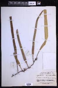 Pyrrosia longifolia image