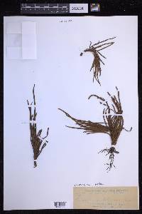 Scleroglossum pusillum image