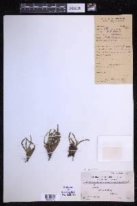 Scleroglossum pusillum image