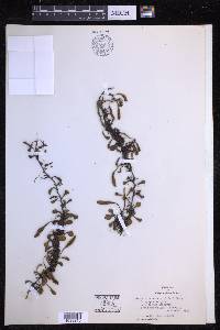 Pyrrosia rupestris image