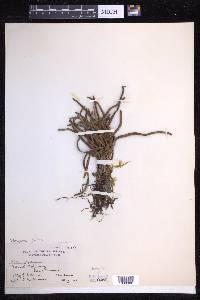 Scleroglossum pusillum image