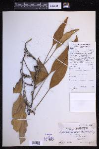 Pyrrosia sphaerosticha image