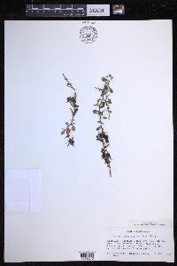 Pyrrosia rupestris image