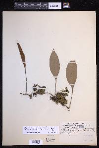 Pyrrosia sphaerosticha image