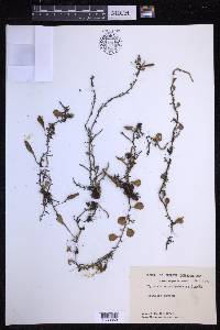 Pyrrosia rupestris image
