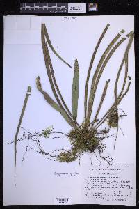 Campyloneurum angustifolium image