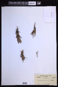 Scleroglossum pusillum image