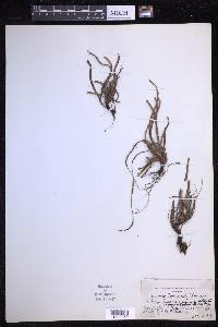 Scleroglossum pusillum image