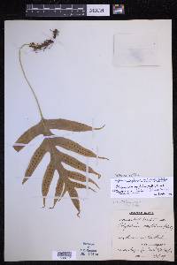 Selliguea oxyloba image