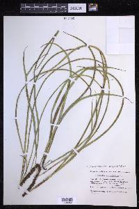 Campyloneurum angustifolium image