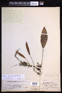 Pyrrosia sphaerosticha image