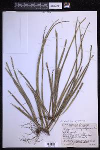 Campyloneurum angustifolium image