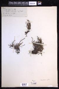 Scleroglossum pusillum image