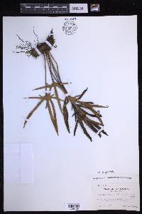Pyrrosia polydactyla image